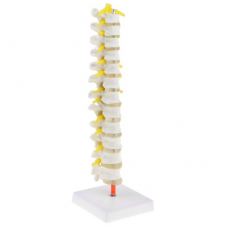 Thoracic Spine Model